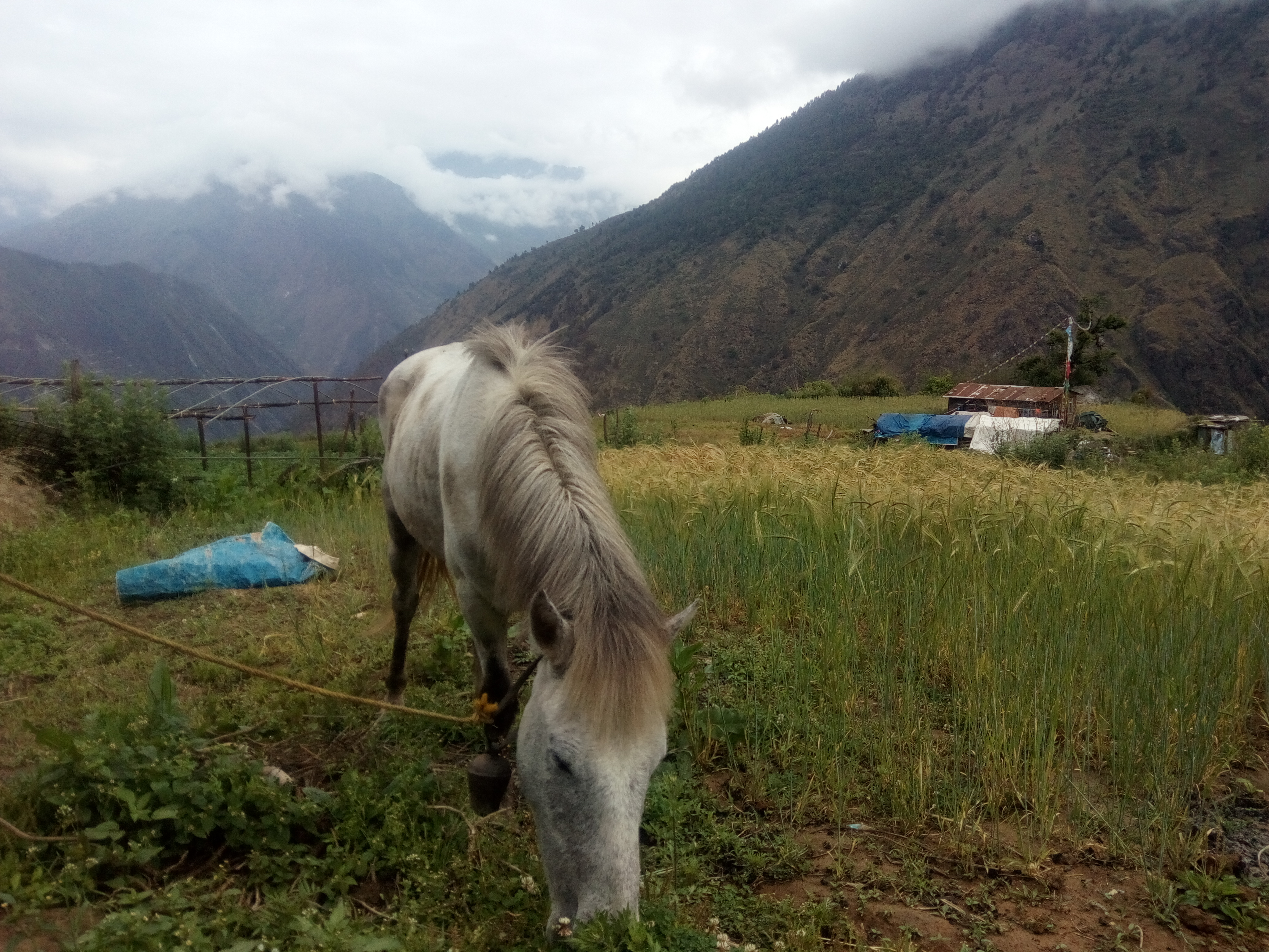 Horse with langtang on background
